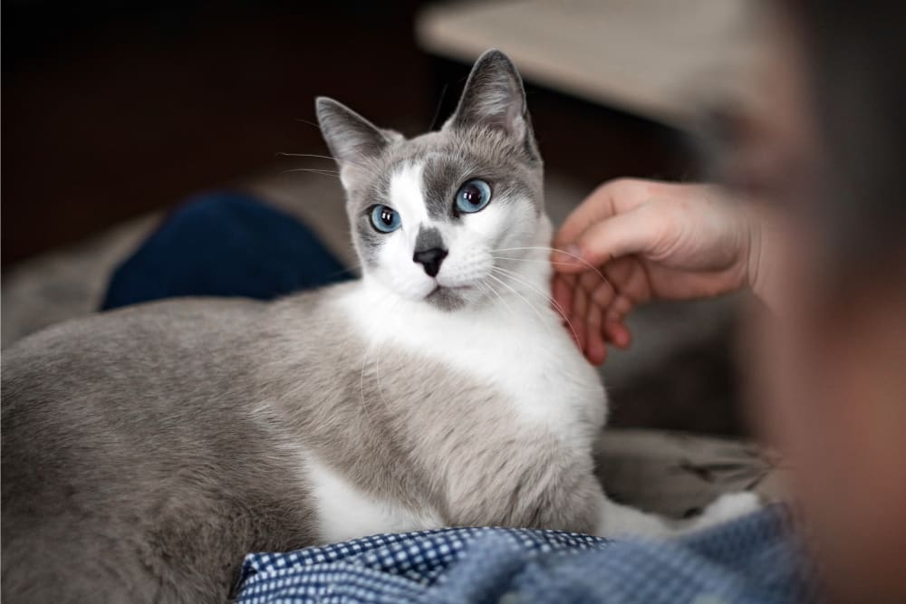 Cat and vet in Kittrell Animal Hospital