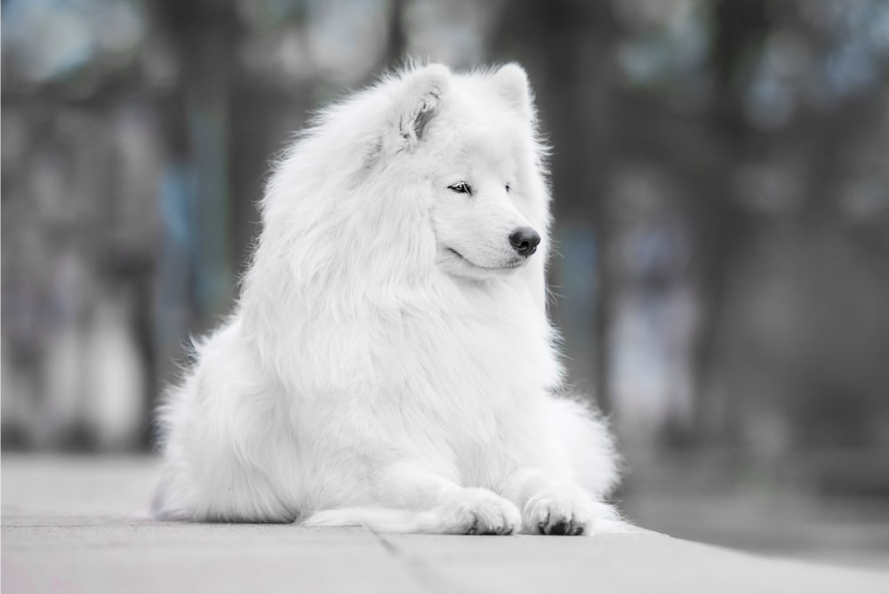 Dog sitting in front of Kittrell Animal Hospital